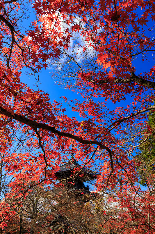 京都の紅葉2015・真如堂の紅（前編）_f0155048_2253869.jpg