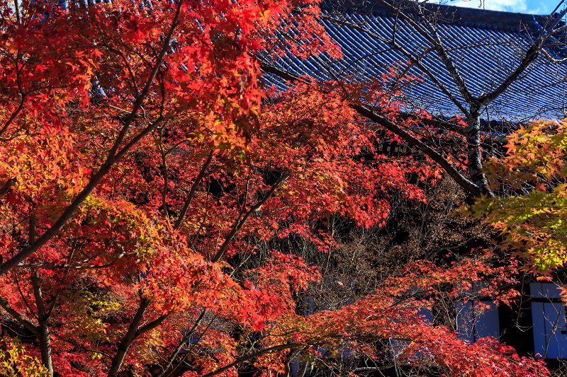 京都の紅葉2015・真如堂の紅（前編）_f0155048_2264882.jpg