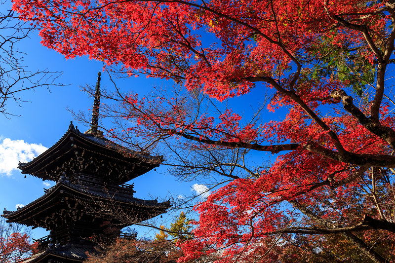 京都の紅葉2015・真如堂の紅（前編）_f0155048_227084.jpg