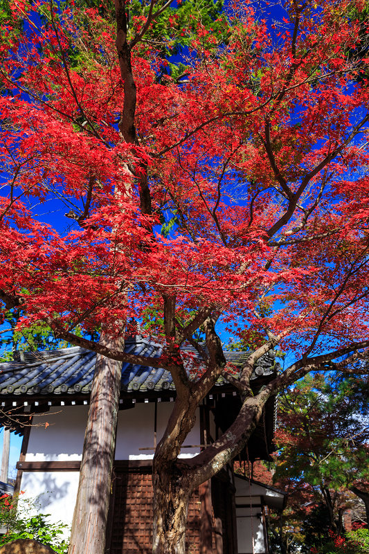 京都の紅葉2015・真如堂の紅（前編）_f0155048_2273290.jpg