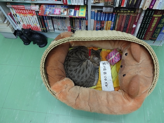 猫天国 森記圖書公司 _b0248150_04422866.jpg