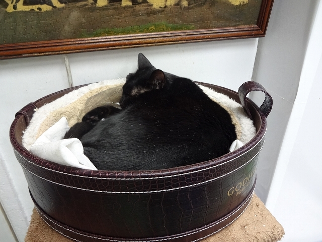 猫天国 森記圖書公司 _b0248150_04520542.jpg