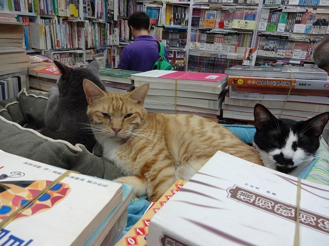 猫天国 森記圖書公司 _b0248150_04524901.jpg