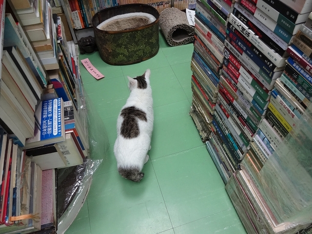 猫天国 森記圖書公司 _b0248150_04532652.jpg