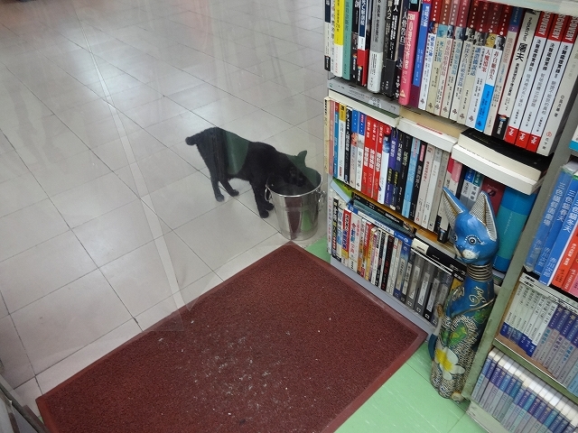 猫天国 森記圖書公司 _b0248150_04542844.jpg