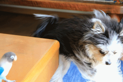 c0145250_09150828.gif