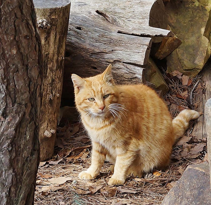 ~山に登ったら猫とお地蔵さん~ 七兵衛山_b0063958_18503846.jpg