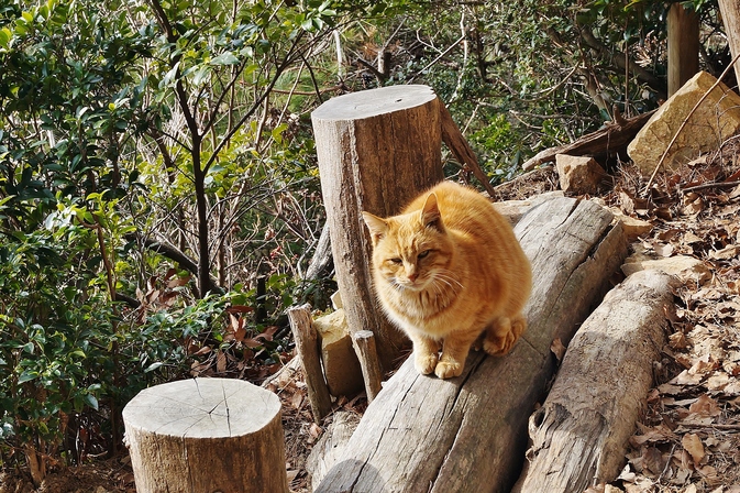 ~山に登ったら猫とお地蔵さん~ 七兵衛山_b0063958_1851281.jpg