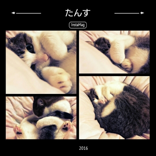 たんす(猫)_b0328361_22015066.jpg