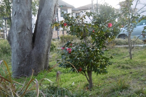 子供の遊ぶ公園_f0205367_17214432.jpg