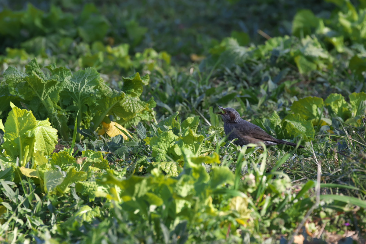 春近し　スズメ（雀）他_a0083081_1010132.jpg