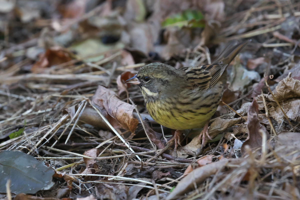 春近し　スズメ（雀）他_a0083081_1014236.jpg