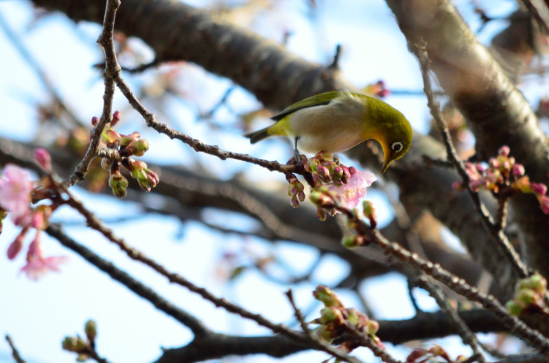 続・サクラサク / 河津川　2016_c0116284_21540044.jpg