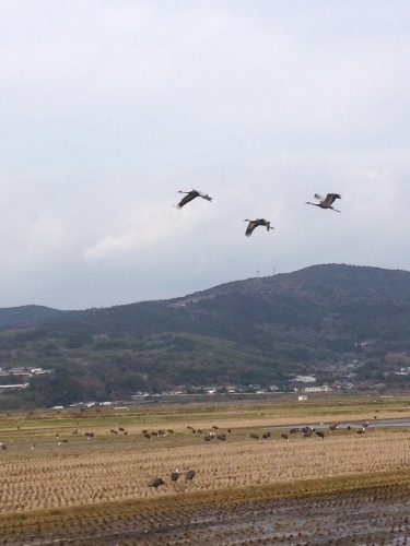 つる、ツル、鶴_f0346597_11295421.jpeg