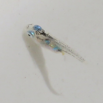d0335701_244775.jpg