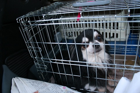 放棄された小型犬たち (2/7)_f0242002_14344775.jpg