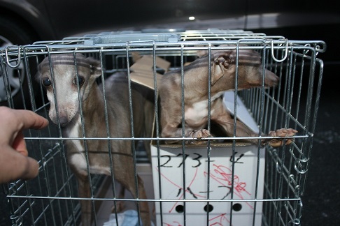 放棄された小型犬たち (2/7)_f0242002_14351770.jpg