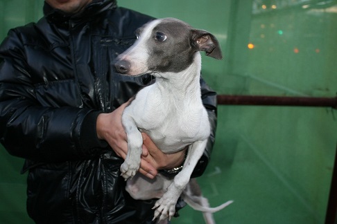 放棄された小型犬たち (2/7)_f0242002_143523100.jpg