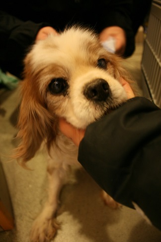 放棄された小型犬たち (2/7)_f0242002_14354851.jpg