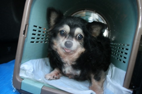放棄された小型犬たち (2/7)_f0242002_1435745.jpg