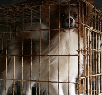 放棄された小型犬たち (2/7)_f0242002_919338.jpg