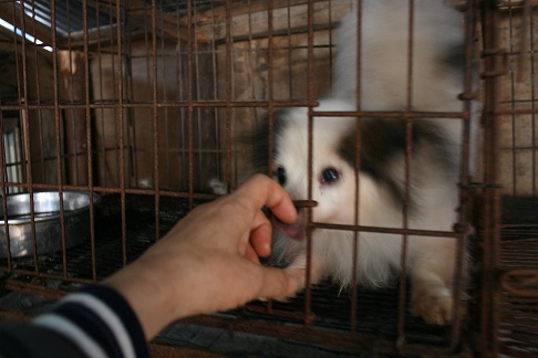 放棄された小型犬たち (2/7)_f0242002_9193932.jpg