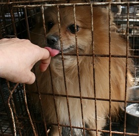 放棄された小型犬たち (2/7)_f0242002_9201610.jpg