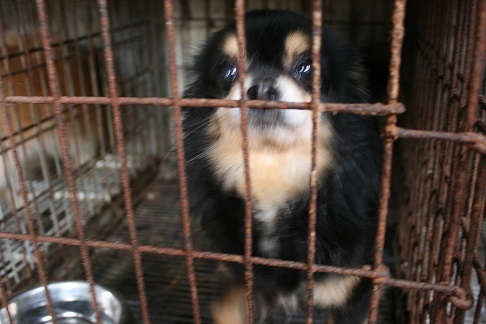 放棄された小型犬たち (2/7)_f0242002_9202224.jpg