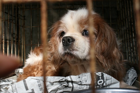 放棄された小型犬たち (2/7)_f0242002_920338.jpg