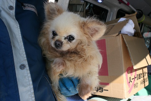 放棄された小型犬たち (2/7)_f0242002_9203460.jpg