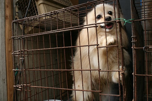 放棄された小型犬たち (2/7)_f0242002_92099.jpg
