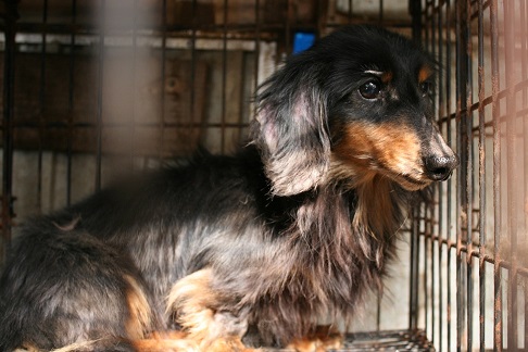 放棄された小型犬たち (2/7)_f0242002_9224216.jpg