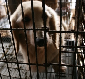 放棄された小型犬たち (2/7)_f0242002_9224951.jpg
