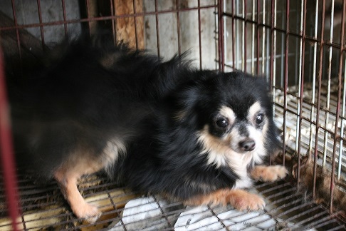 放棄された小型犬たち (2/7)_f0242002_9225564.jpg