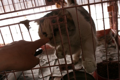 放棄された小型犬たち (2/7)_f0242002_922779.jpg