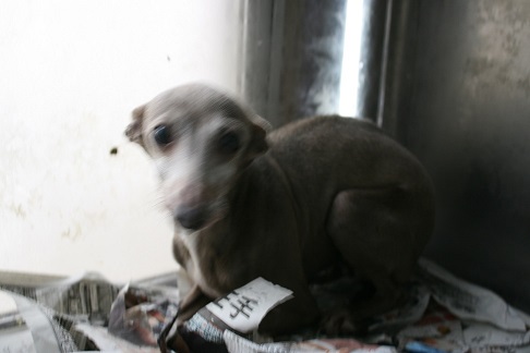 放棄された小型犬たち (2/7)_f0242002_9231432.jpg