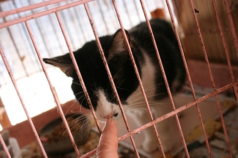 放棄された小型犬たち (2/7)_f0242002_9233262.jpg