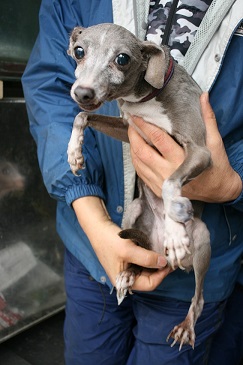 放棄された小型犬たち (2/7)_f0242002_9251360.jpg