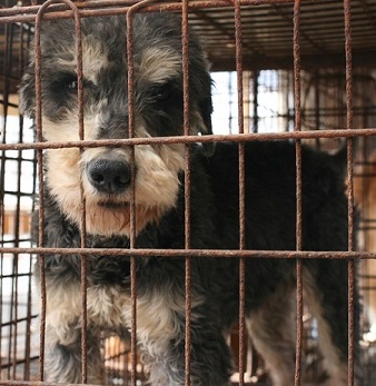 放棄された小型犬たち (2/7)_f0242002_926247.jpg