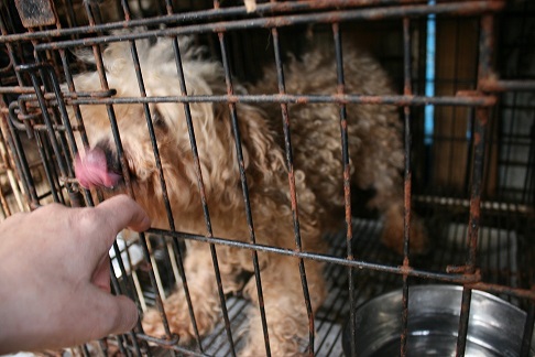放棄された小型犬たち (2/7)_f0242002_9264099.jpg