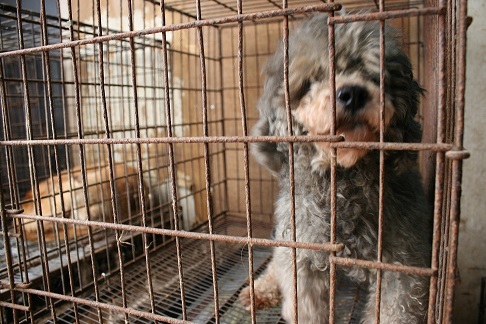 放棄された小型犬たち (2/7)_f0242002_92658100.jpg