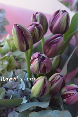チューリップの花束 Ramb S Ear ﾗﾑｽﾞｲﾔｰ