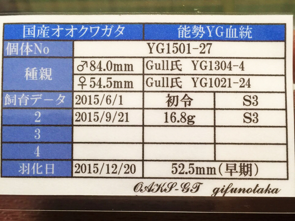 最強 オオクワガタ♀ YG血統個体 byバトラーさん : Kuwashinブログ