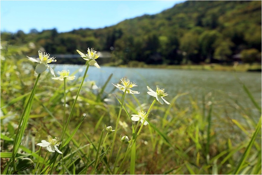 2015年 野草撮影から　42_e0091347_2125820.jpg