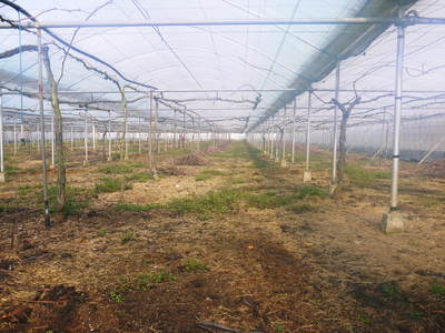 熊本ぶどう 社方園 剪定作業とハウス張り、熊本農業高校からの農業実習(2016)前編_a0254656_17373993.jpg