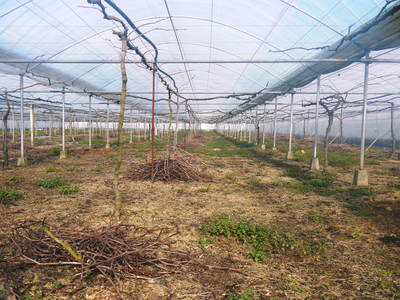 熊本ぶどう 社方園 剪定作業とハウス張り、熊本農業高校からの農業実習(2016)前編_a0254656_17404283.jpg