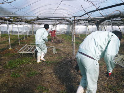 熊本ぶどう 社方園 剪定作業とハウス張り、熊本農業高校からの農業実習(2016)前編_a0254656_17514171.jpg