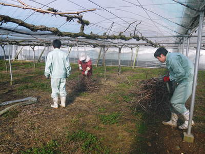 熊本ぶどう 社方園 剪定作業とハウス張り、熊本農業高校からの農業実習(2016)前編_a0254656_1753668.jpg
