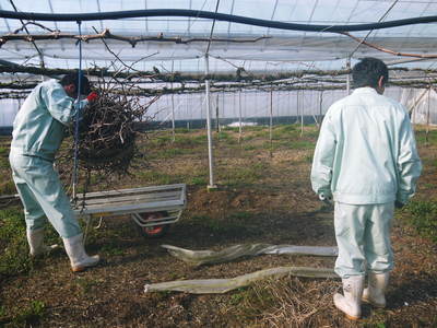 熊本ぶどう 社方園 剪定作業とハウス張り、熊本農業高校からの農業実習(2016)前編_a0254656_1834912.jpg