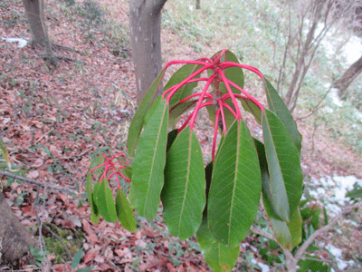 f0140773_15464919.gif